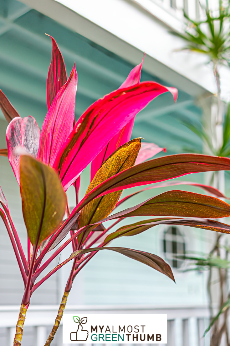 A Red Sister Plant Is a Great Choice for Your Home or Office  
